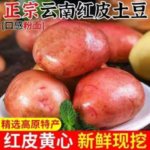 牛爱田 云南红皮土豆净重4.5-5斤