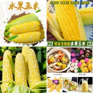 牛爱鲜 云南新鲜水果甜玉米净重4-4.5斤