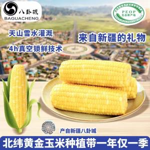 八卦城 新疆黄糯玉米棒7支装
