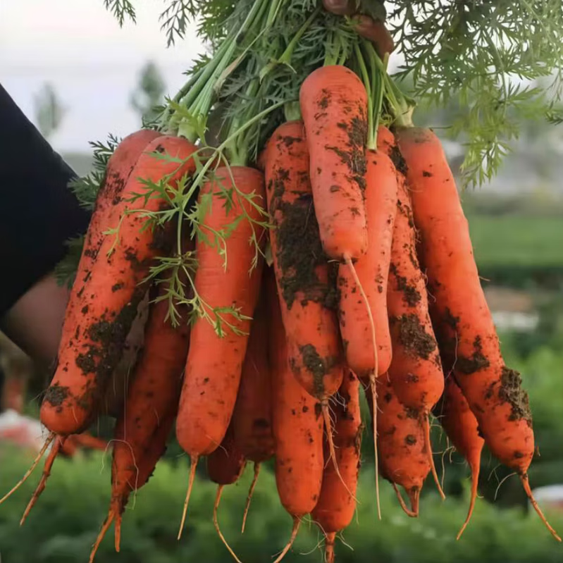 佑嘉木 农家沙地红萝卜 净重8.5-9斤精选装